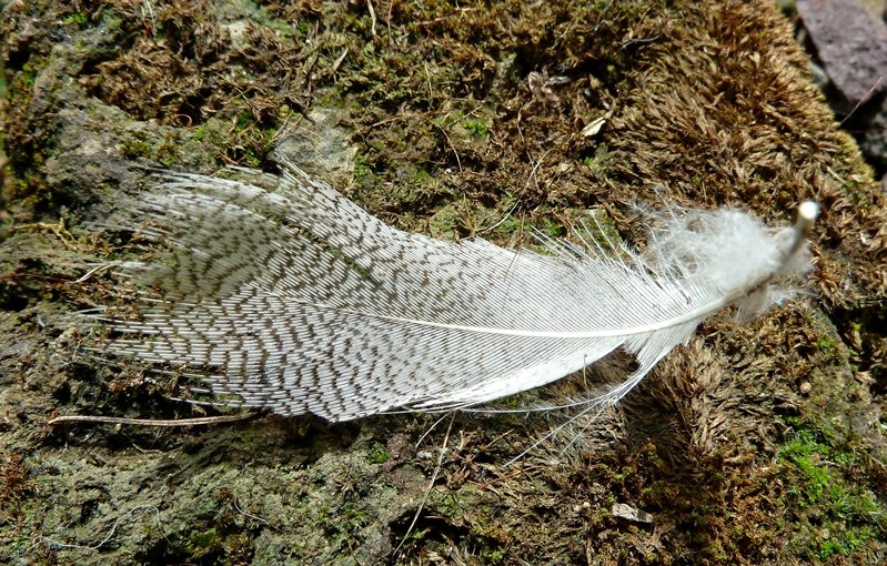 Piuma da identificare - Germano reale